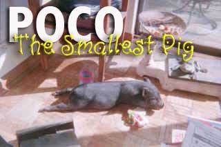 Poco: The Smallest Pig