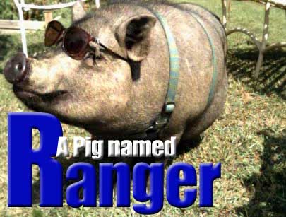 Ranger the Pig