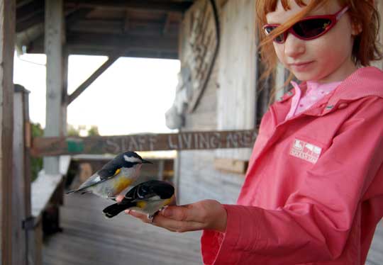 Bananaquits