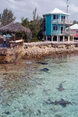 Nurse Sharks