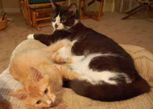 Cats